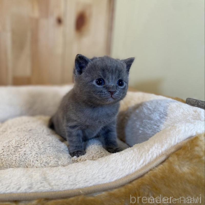 販売中の長野県のマンチカン-130248の2枚目