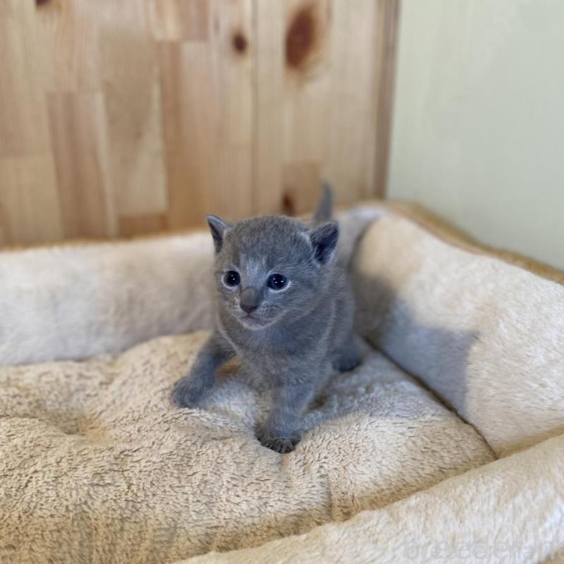 販売中の長野県のロシアンブルー-130249の8枚目