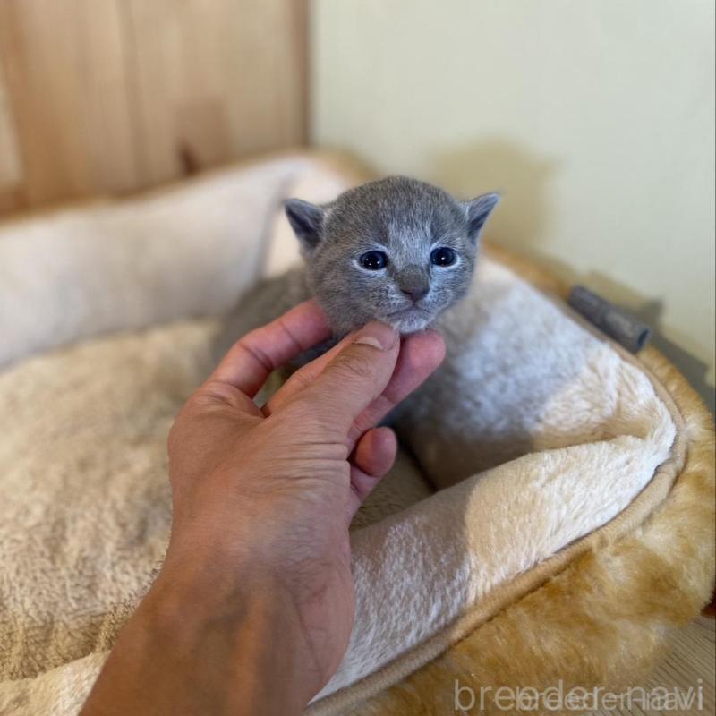 販売中の長野県のロシアンブルー-130249の7枚目