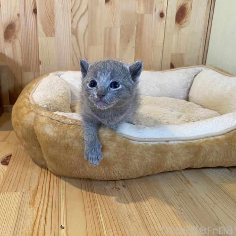 販売中の長野県のロシアンブルー-130249の6枚目