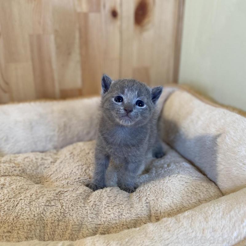 販売中の長野県のロシアンブルー-130249の5枚目