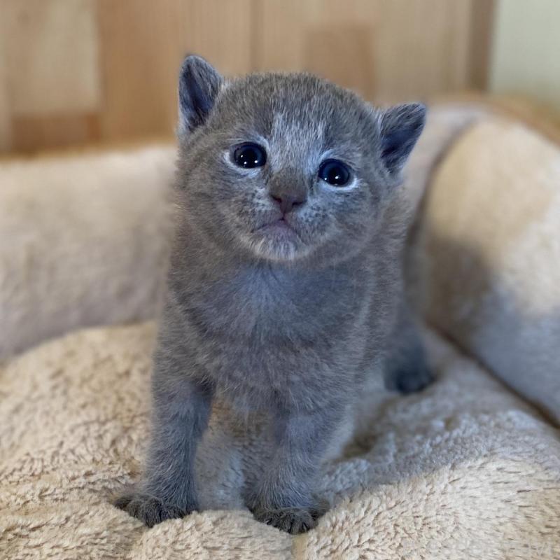 販売中の長野県のロシアンブルー-130249