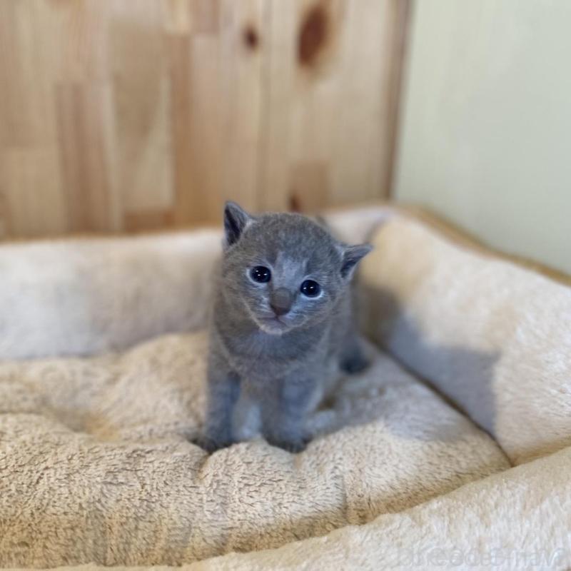 販売中の長野県のロシアンブルー-130249の4枚目