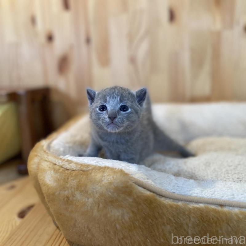 販売中の長野県のロシアンブルー-130249の3枚目