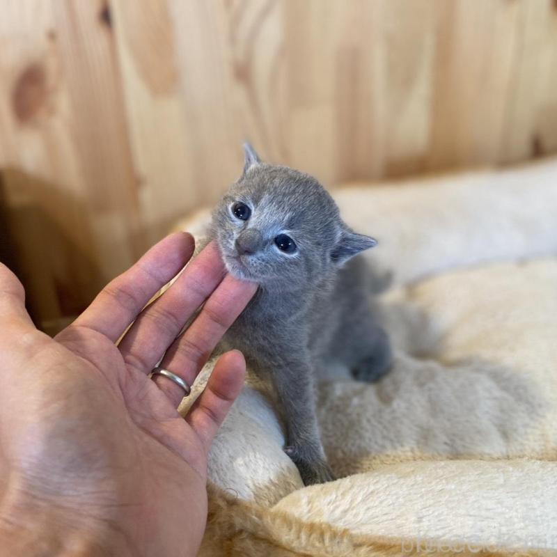 販売中の長野県のロシアンブルー-130249の2枚目