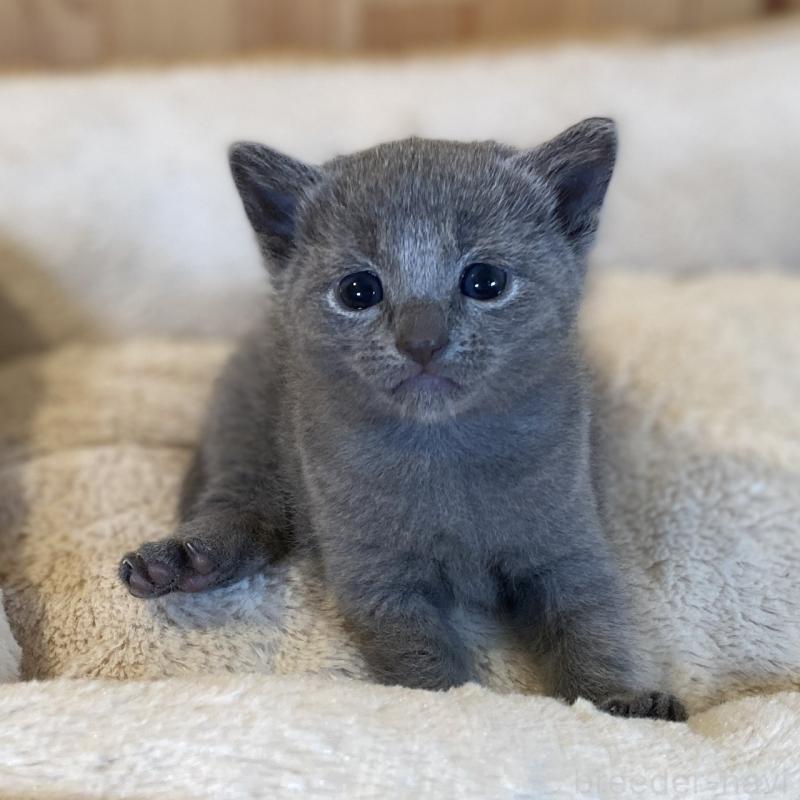 販売中の長野県のロシアンブルー-130250