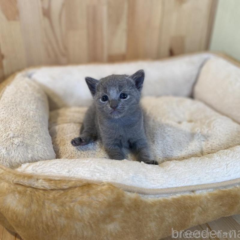 販売中の長野県のロシアンブルー-130250の9枚目