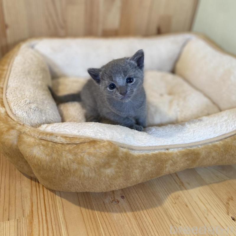 販売中の長野県のロシアンブルー-130250の8枚目