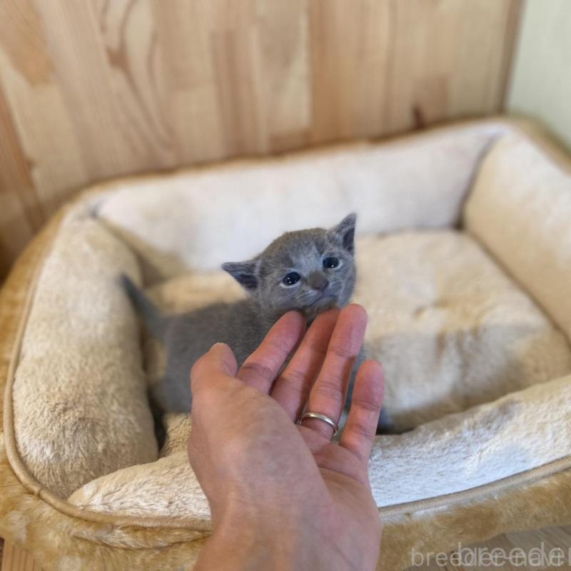 販売中の長野県のロシアンブルー-130250の7枚目