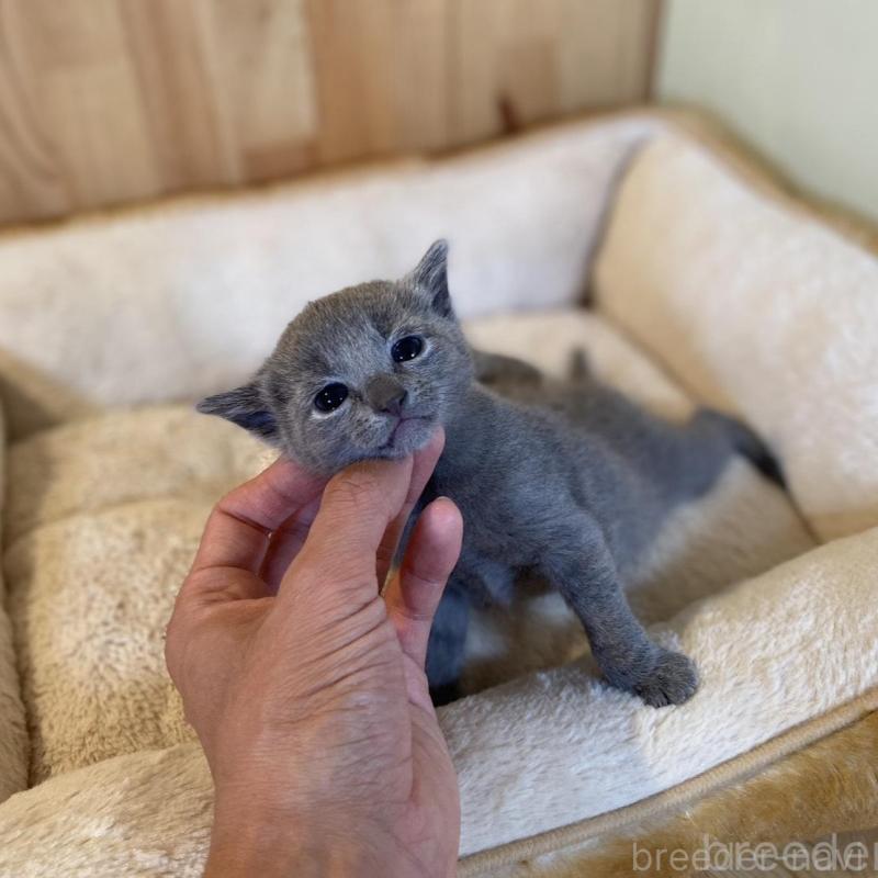 販売中の長野県のロシアンブルー-130250の6枚目