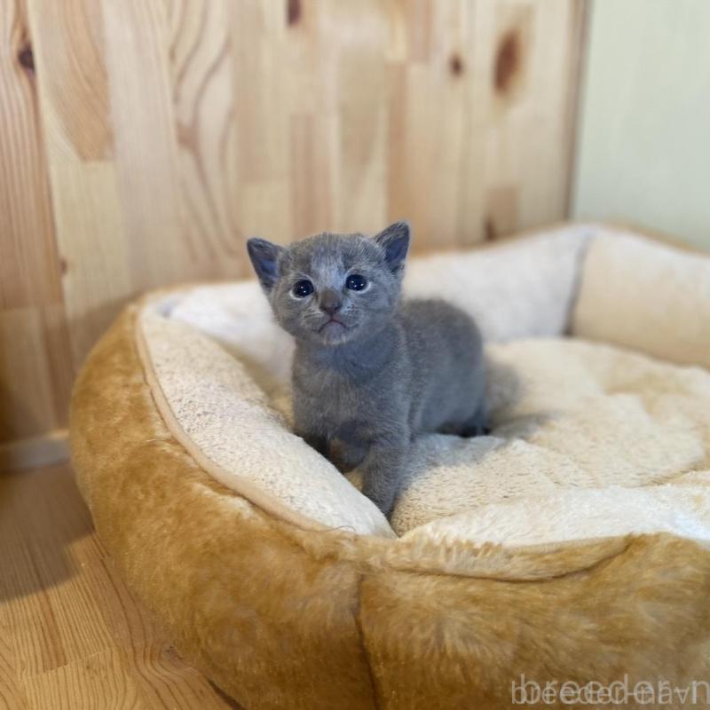 販売中の長野県のロシアンブルー-130250の5枚目