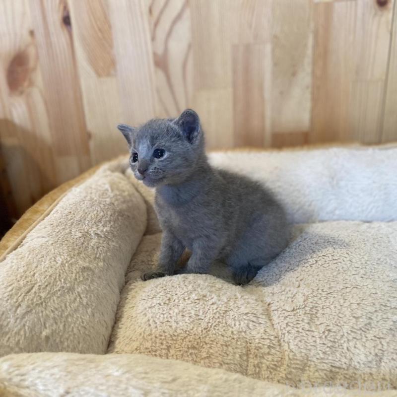 販売中の長野県のロシアンブルー-130250の4枚目