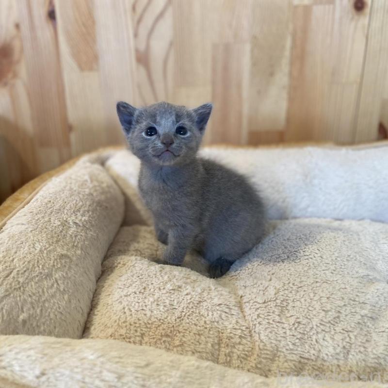 販売中の長野県のロシアンブルー-130250の3枚目