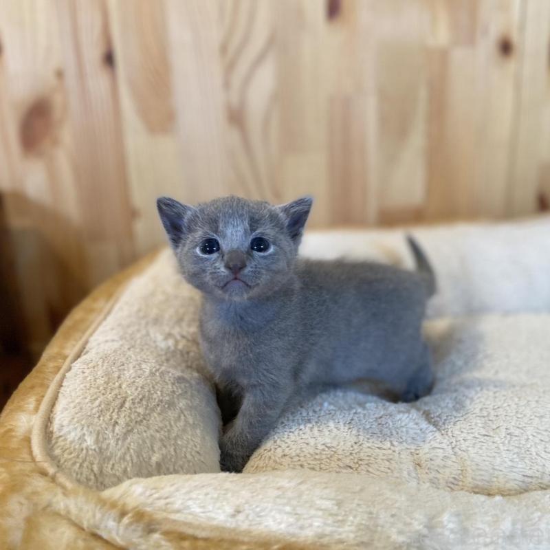 販売中の長野県のロシアンブルー-130250の2枚目