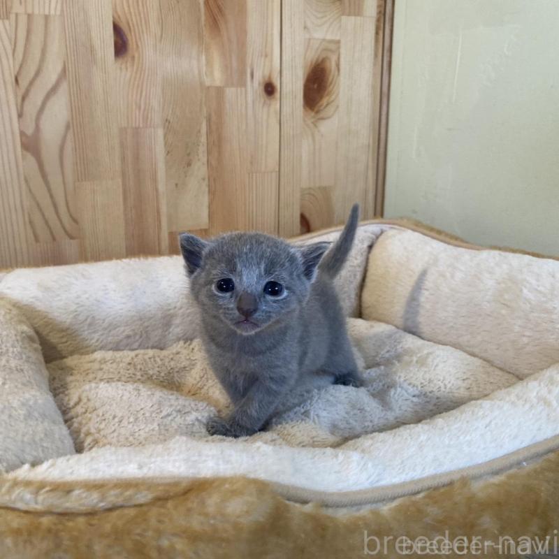 販売中の長野県のロシアンブルー-130251の11枚目