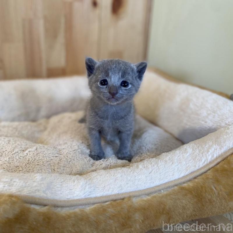 販売中の長野県のロシアンブルー-130251の10枚目