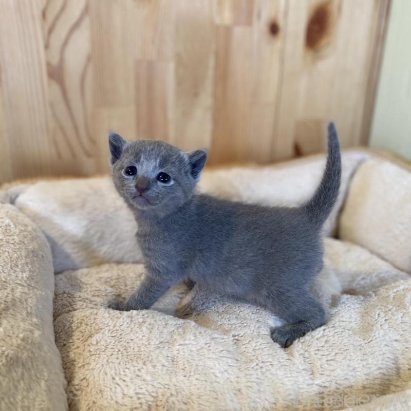 販売中の長野県のロシアンブルー-130251の9枚目