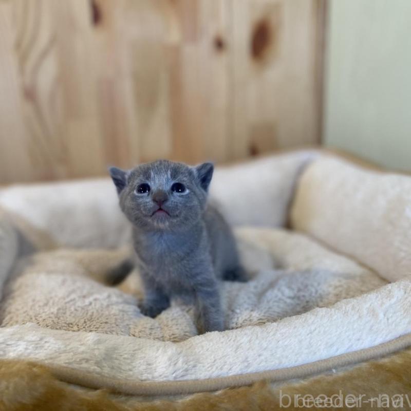 販売中の長野県のロシアンブルー-130251の8枚目