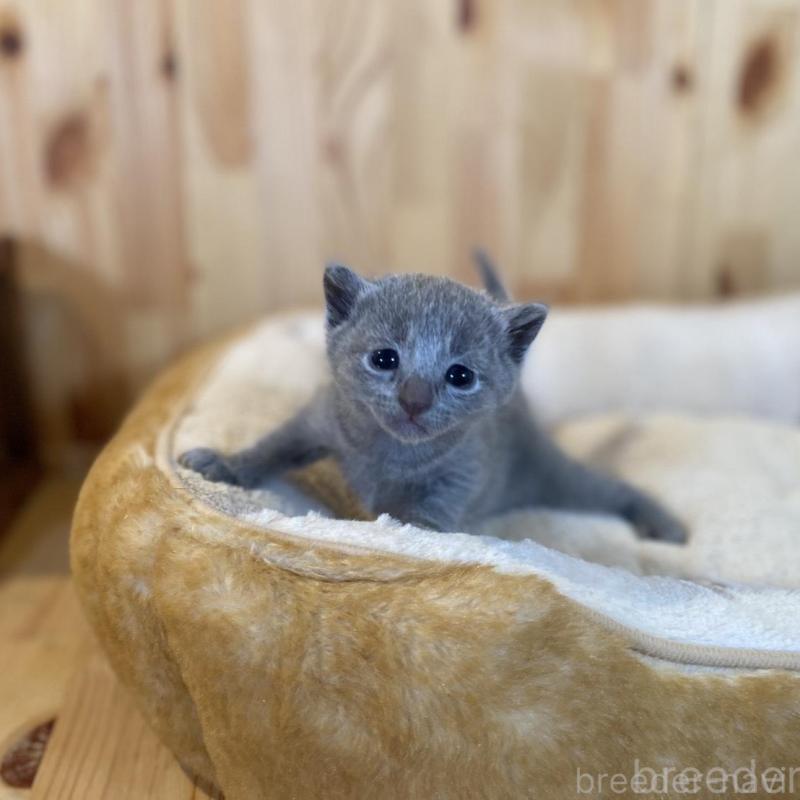 販売中の長野県のロシアンブルー-130251の7枚目