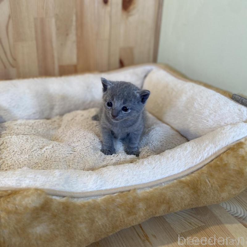 販売中の長野県のロシアンブルー-130251の6枚目