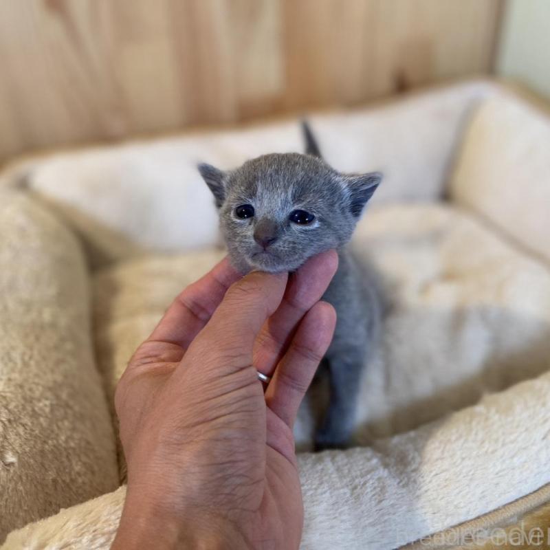 販売中の長野県のロシアンブルー-130251の5枚目