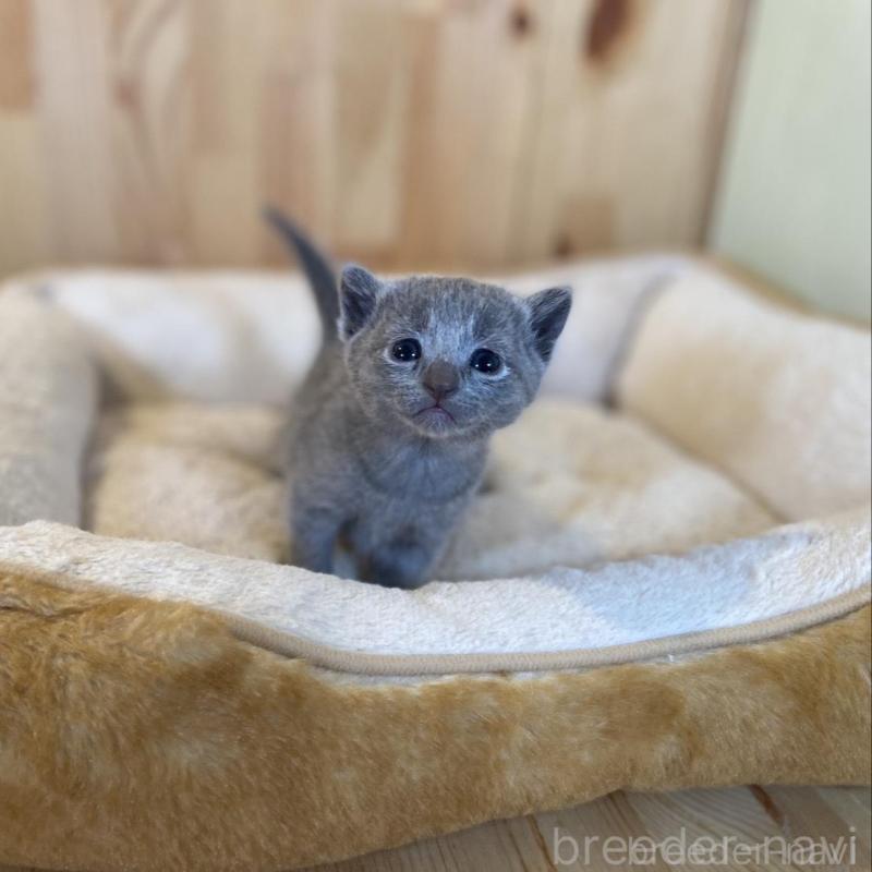 販売中の長野県のロシアンブルー-130251の4枚目