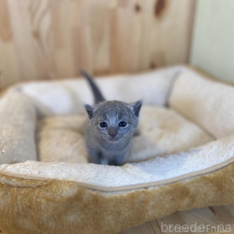 販売中の長野県のロシアンブルー-130251の3枚目