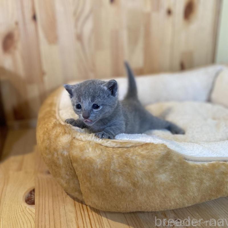 販売中の長野県のロシアンブルー-130251の2枚目