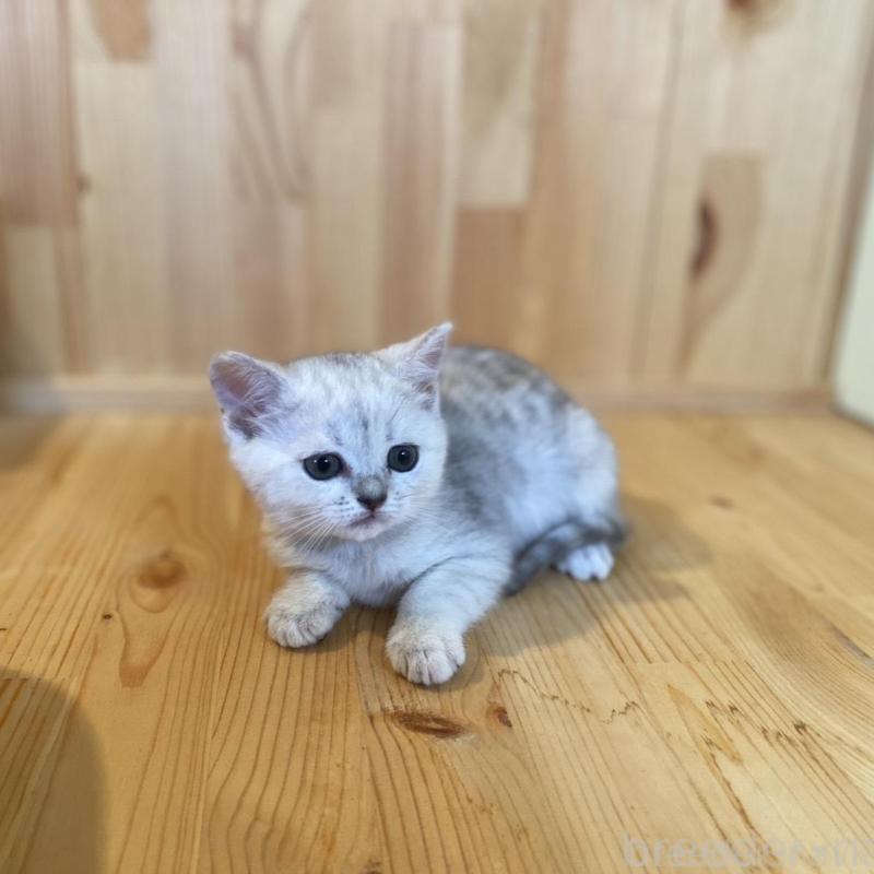 販売中の長野県のミヌエット-130252の8枚目