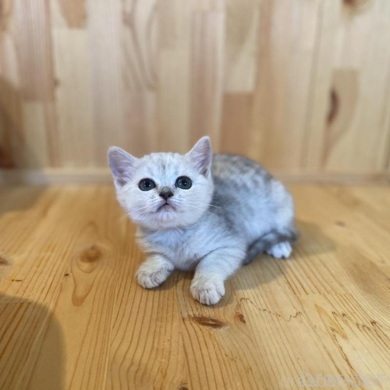 販売中の長野県のミヌエット-130252の7枚目