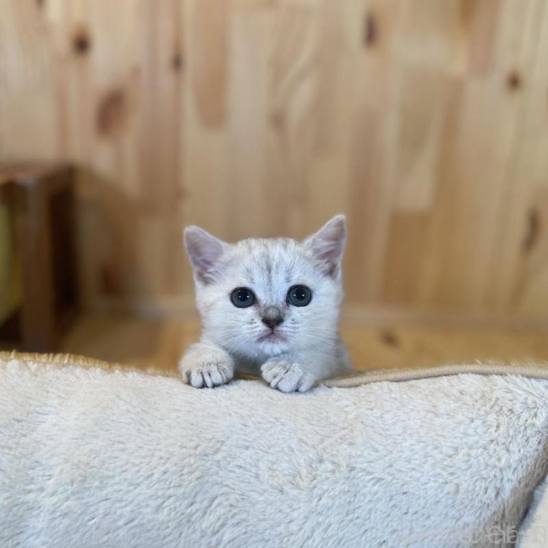 販売中の長野県のミヌエット-130252の6枚目