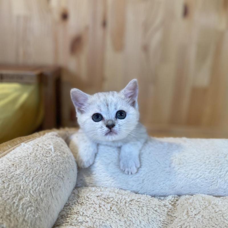 販売中の長野県のミヌエット-130252の5枚目