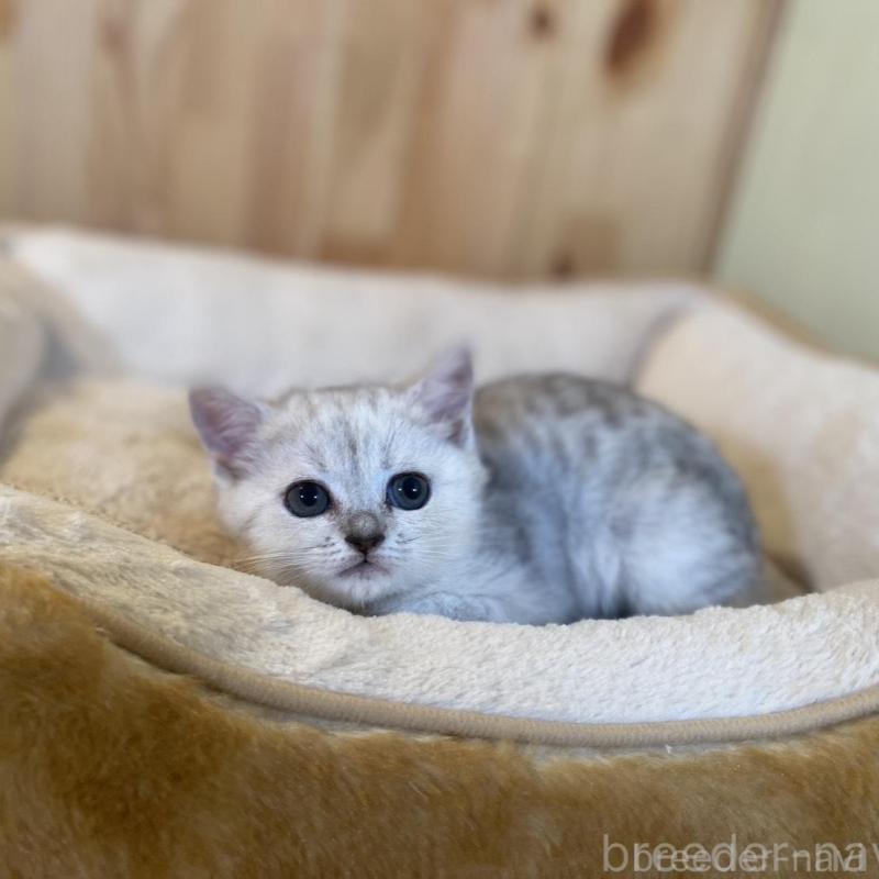 販売中の長野県のミヌエット-130252の4枚目