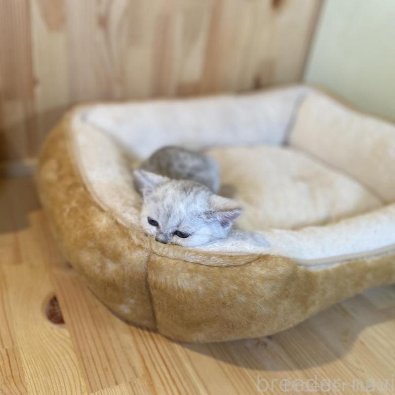 販売中の長野県のミヌエット-130252の3枚目