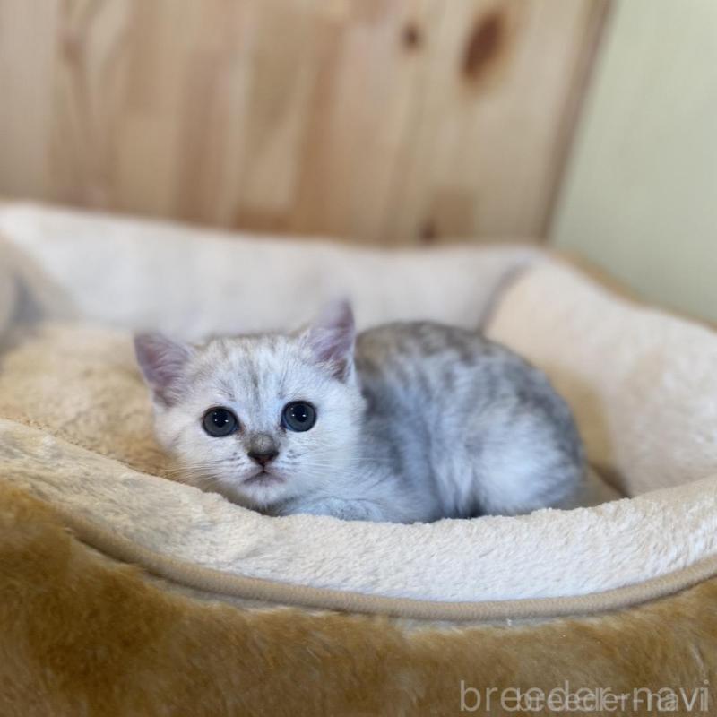 販売中の長野県のミヌエット-130252の2枚目