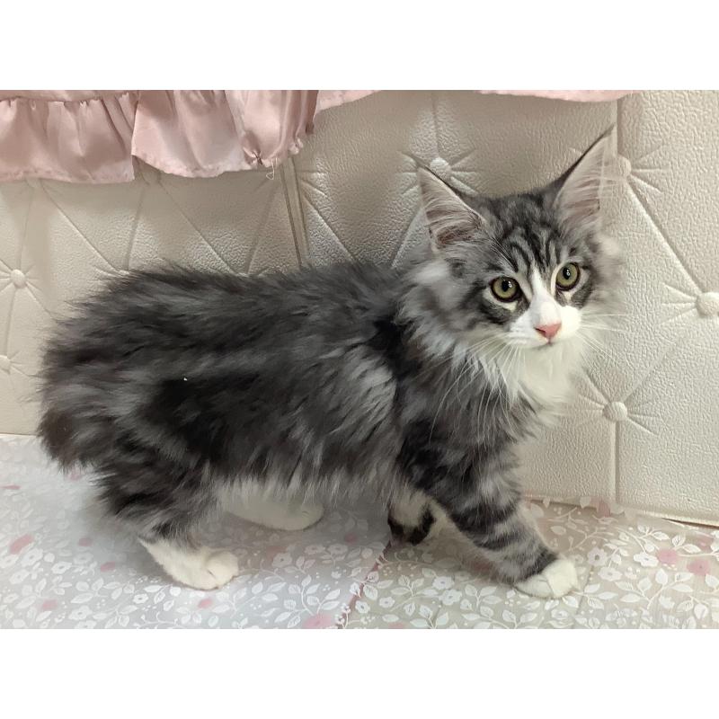 販売中の群馬県のメインクーン-130253の5枚目