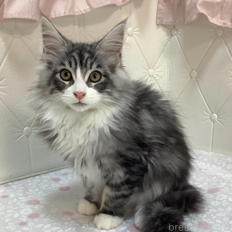 販売中の群馬県のメインクーン-130253の1枚目