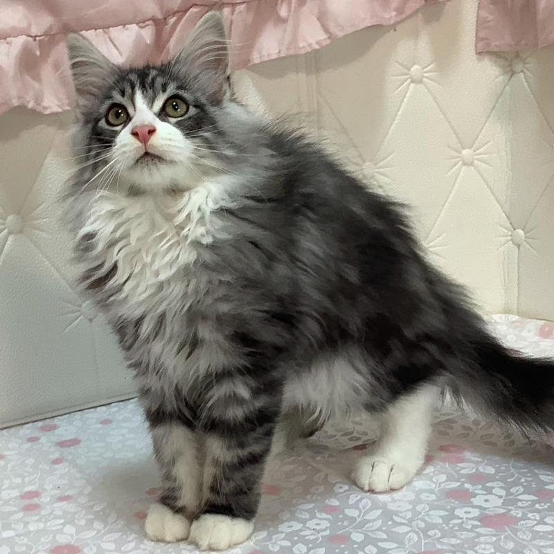 販売中の群馬県のメインクーン-130253の4枚目