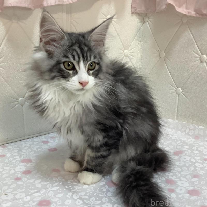 販売中の群馬県のメインクーン-130253の3枚目