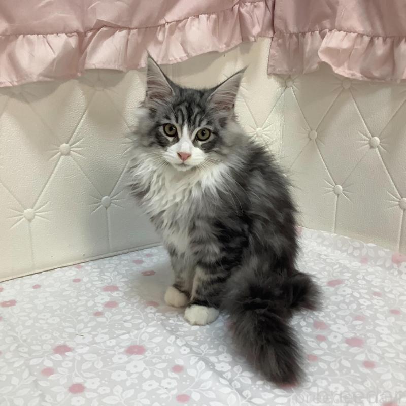 販売中の群馬県のメインクーン-130253の2枚目