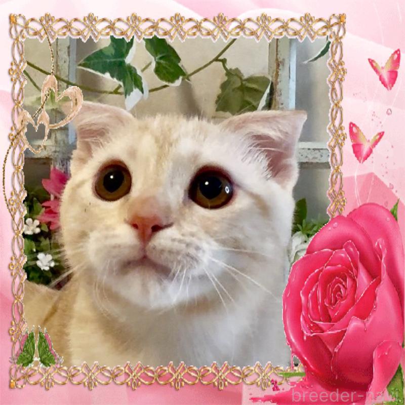 商談中の大阪府のスコティッシュフォールド(折れ耳)-124977の7枚目