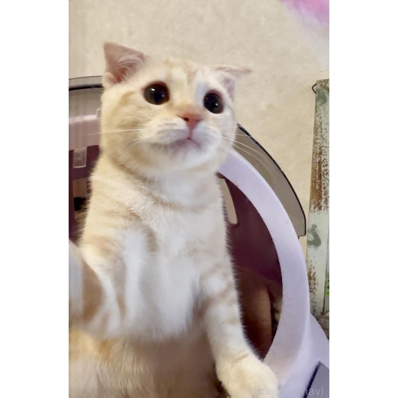 商談中の大阪府のスコティッシュフォールド(折れ耳)-124977の6枚目