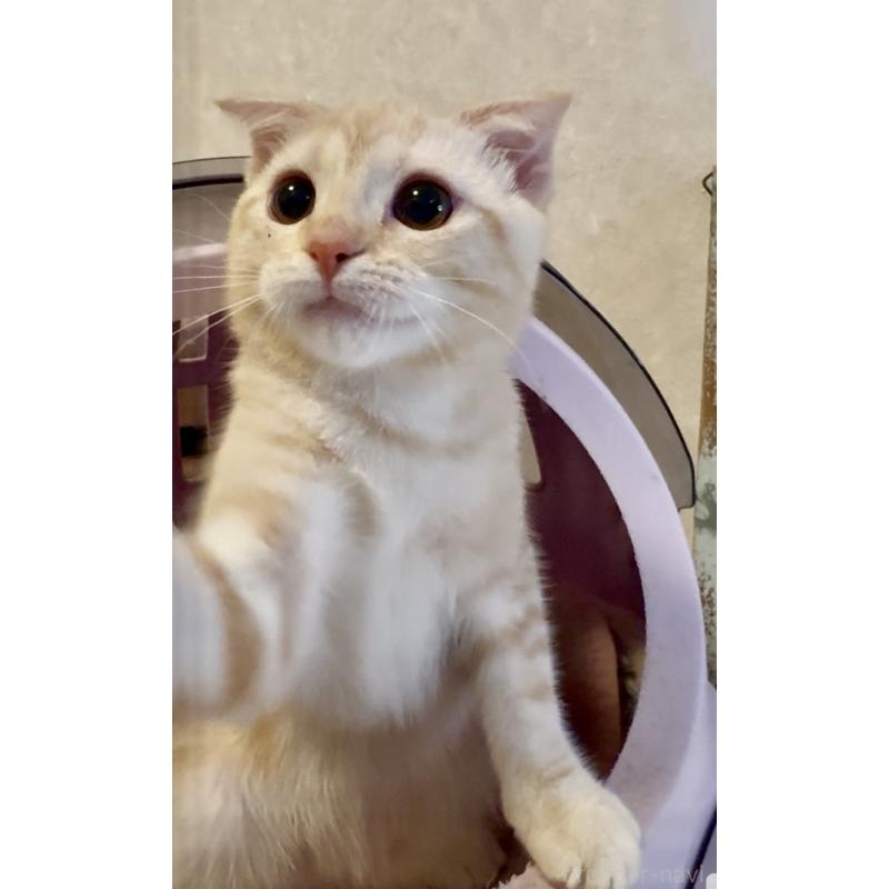 商談中の大阪府のスコティッシュフォールド(折れ耳)-124977の5枚目