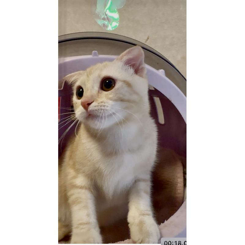 商談中の大阪府のスコティッシュフォールド(折れ耳)-124977の4枚目