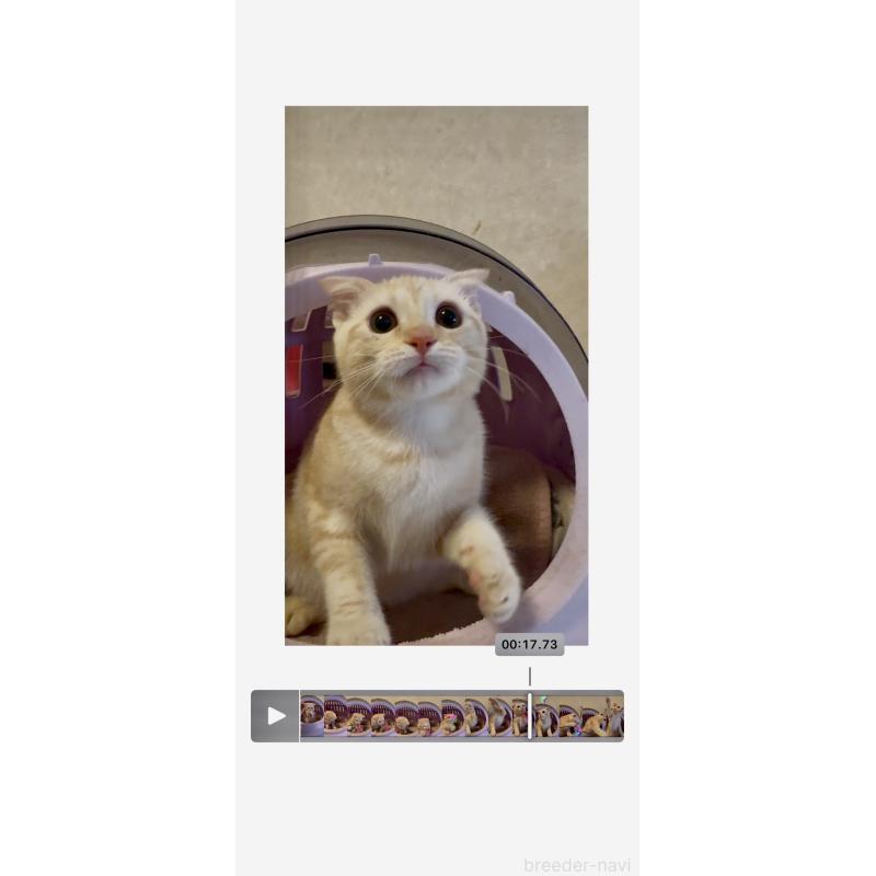 商談中の大阪府のスコティッシュフォールド(折れ耳)-124977の3枚目