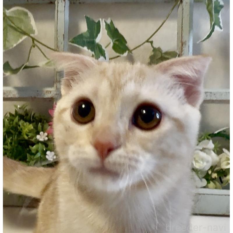 商談中の大阪府のスコティッシュフォールド(折れ耳)-124977の2枚目