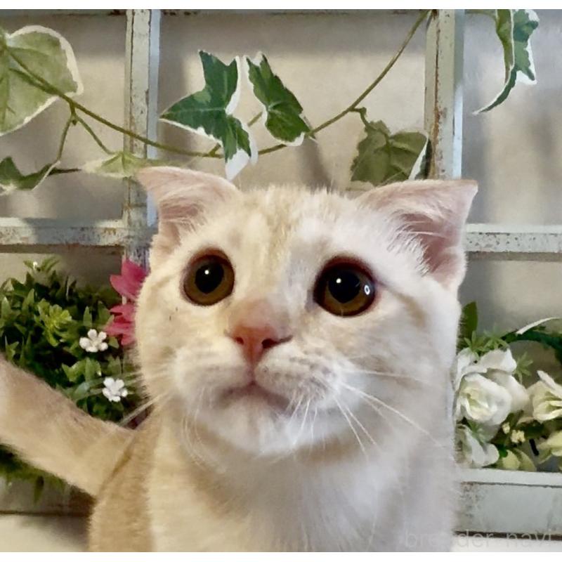 商談中の大阪府のスコティッシュフォールド(折れ耳)-124977