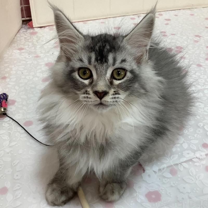 販売中の群馬県のメインクーン-130254の5枚目