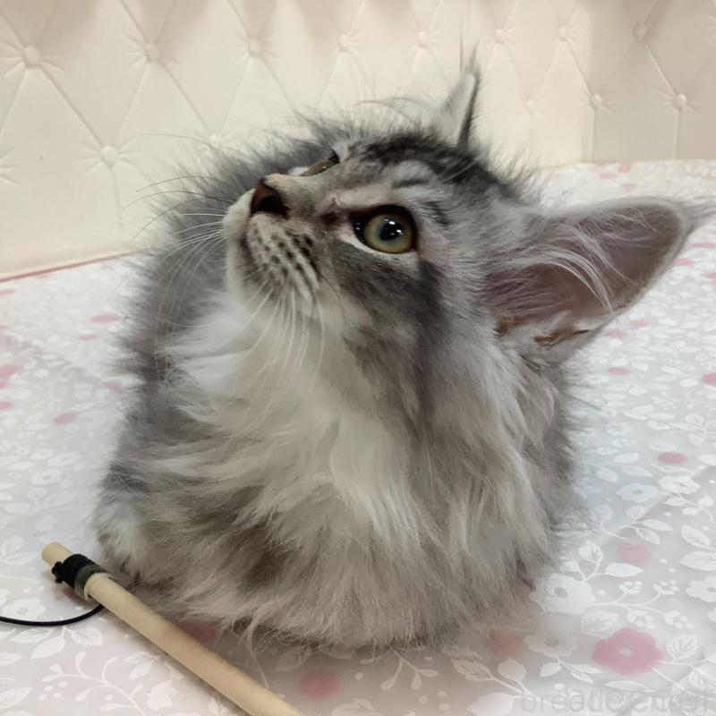 販売中の群馬県のメインクーン-130254の4枚目