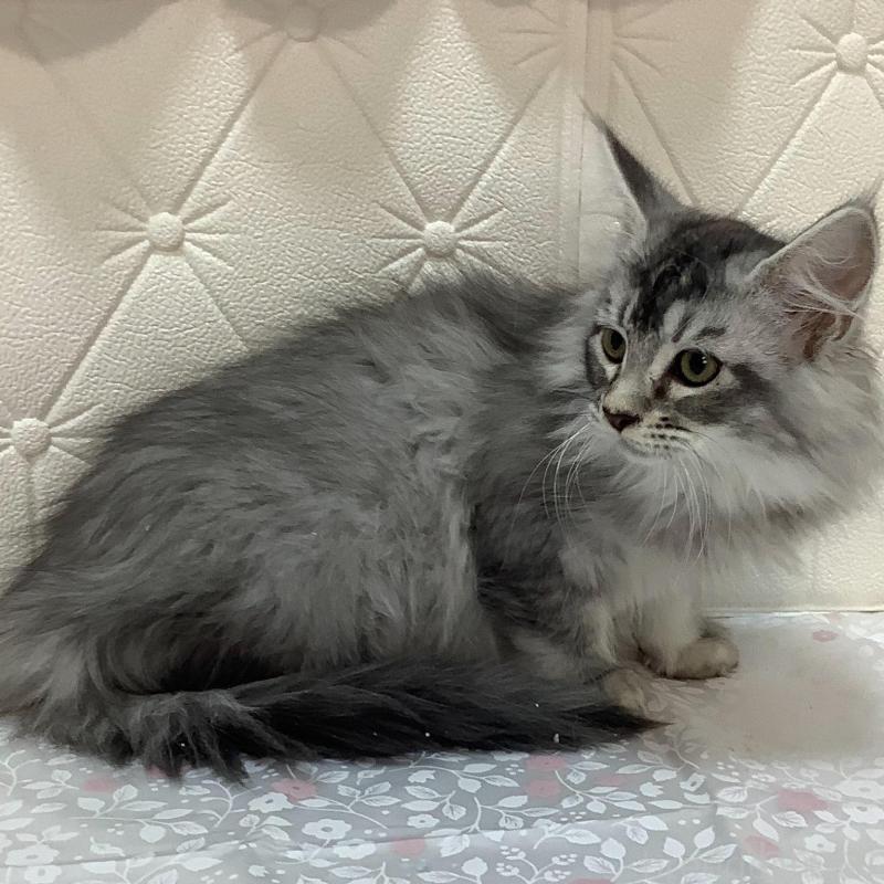 販売中の群馬県のメインクーン-130254の3枚目